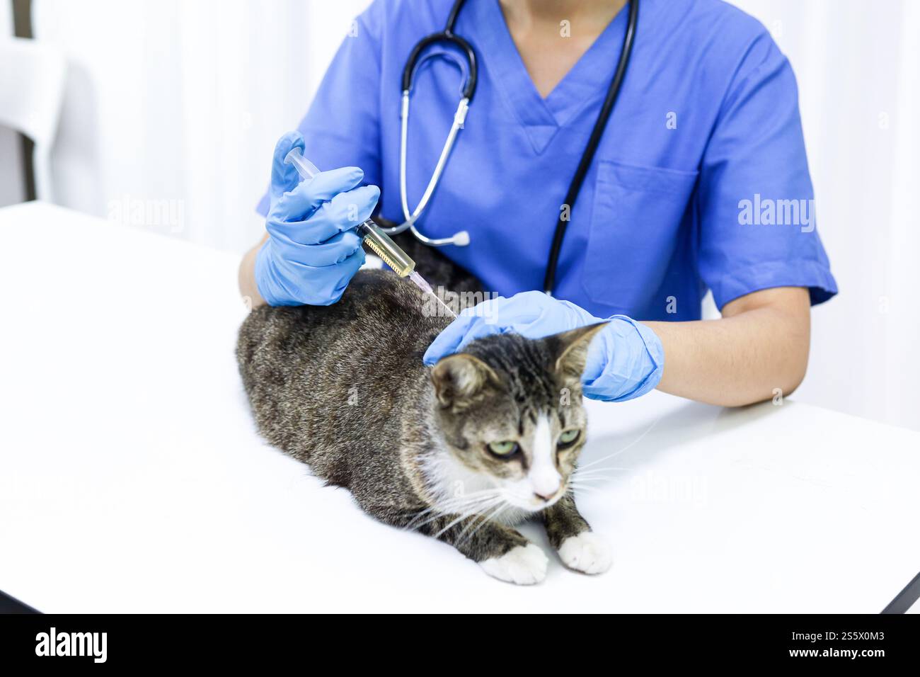 Chat sur le tableau d'examen de la clinique vétérinaire. Soins vétérinaires. Vétérinaire médecin et chat Banque D'Images