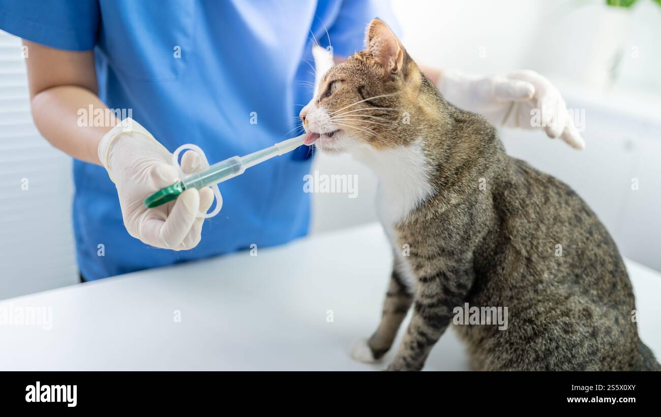 Chirurgien vétérinaire. Chat sur la table d'examen de la clinique vétérinaire. Soins vétérinaires. Vétérinaire médecin et chat. Banque D'Images