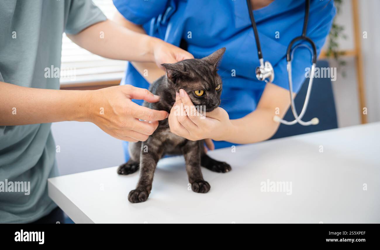 Vétérinaire professionnel aide le chat. chat propriétaire tenant l'animal sur les mains. Chat sur la table d'examen de la clinique vétérinaire. Soins vétérinaires. Médecin vétérinaire et Banque D'Images
