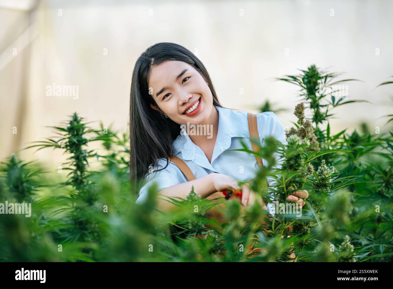 Portrait d'une travailleuse asiatique heureuse utilise des cisailles à taille de cannabis pour couper des fleurs de cannabis cannabis marijuana chanvre fleurs bourgeons et plantes dans le cannabis intérieur Banque D'Images