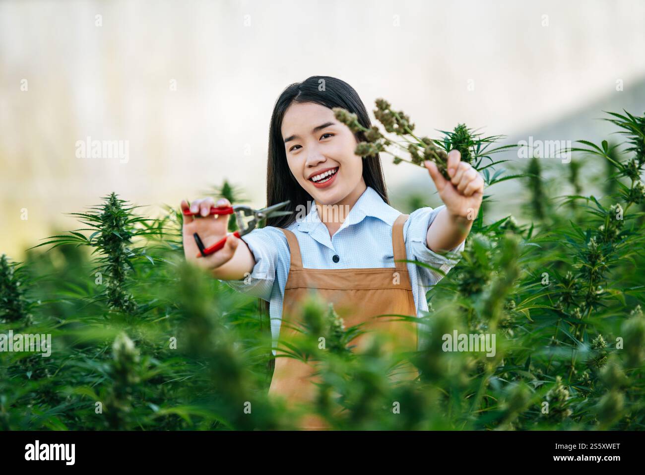 Portrait d'une travailleuse asiatique heureuse utilise des cisailles à taille de cannabis pour couper des fleurs de cannabis cannabis marijuana chanvre fleurs bourgeons et plantes dans le cannabis intérieur Banque D'Images