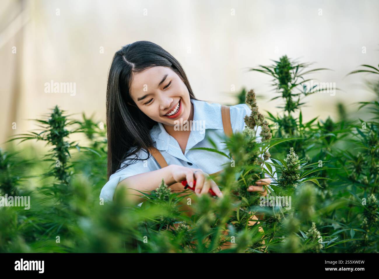 Portrait d'une travailleuse asiatique heureuse utilise des cisailles à taille de cannabis pour couper des fleurs de cannabis cannabis marijuana chanvre fleurs bourgeons et plantes dans le cannabis intérieur Banque D'Images
