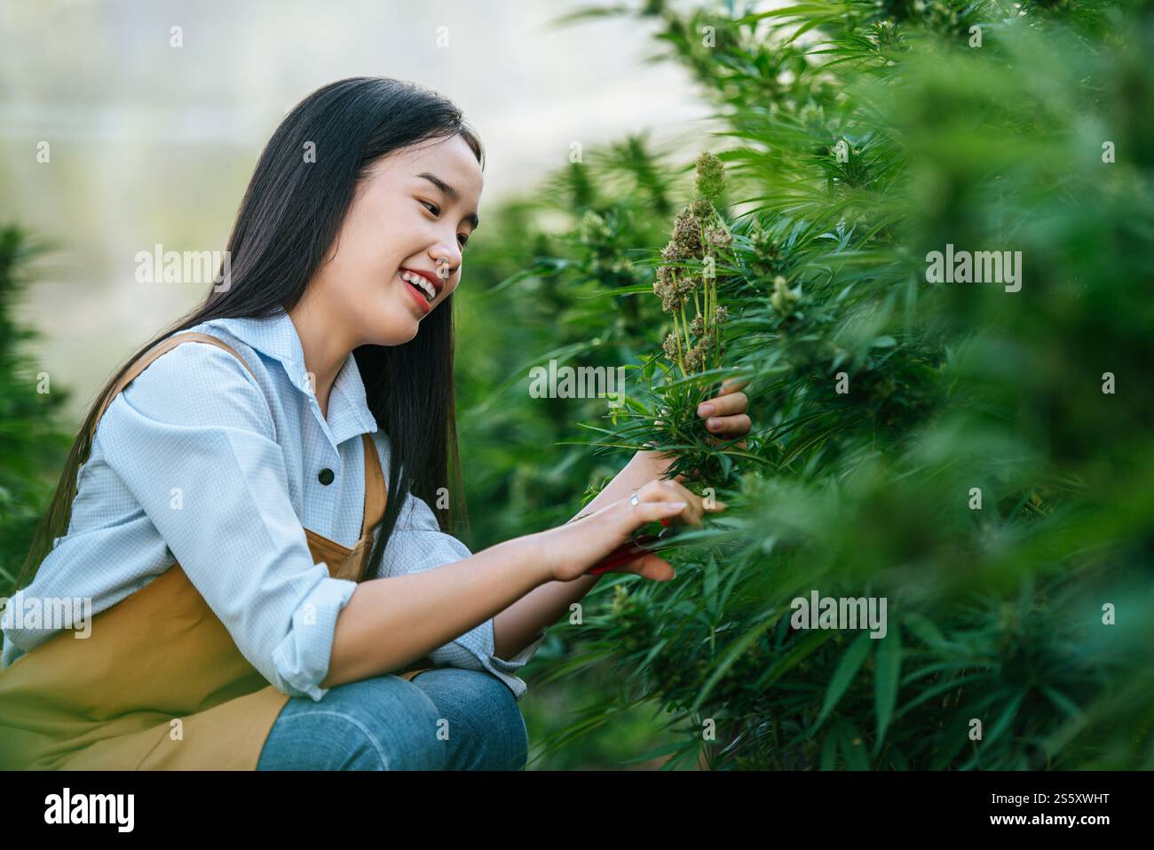 Portrait d'une femme asiatique chercheuse de marijuana vérifiant la ...