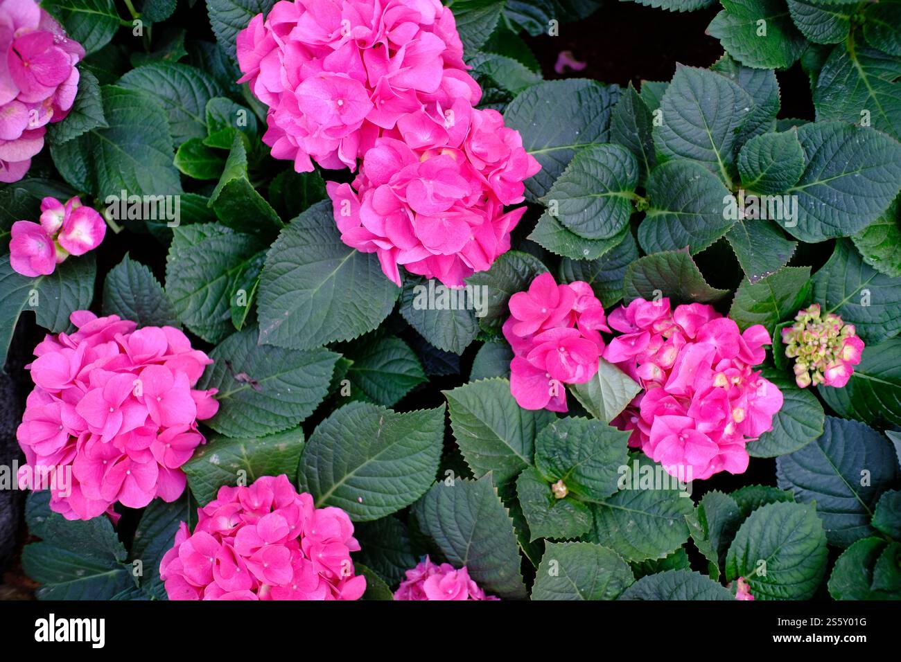 Belle nature pinks fleur dans le jardin de la nature Banque D'Images