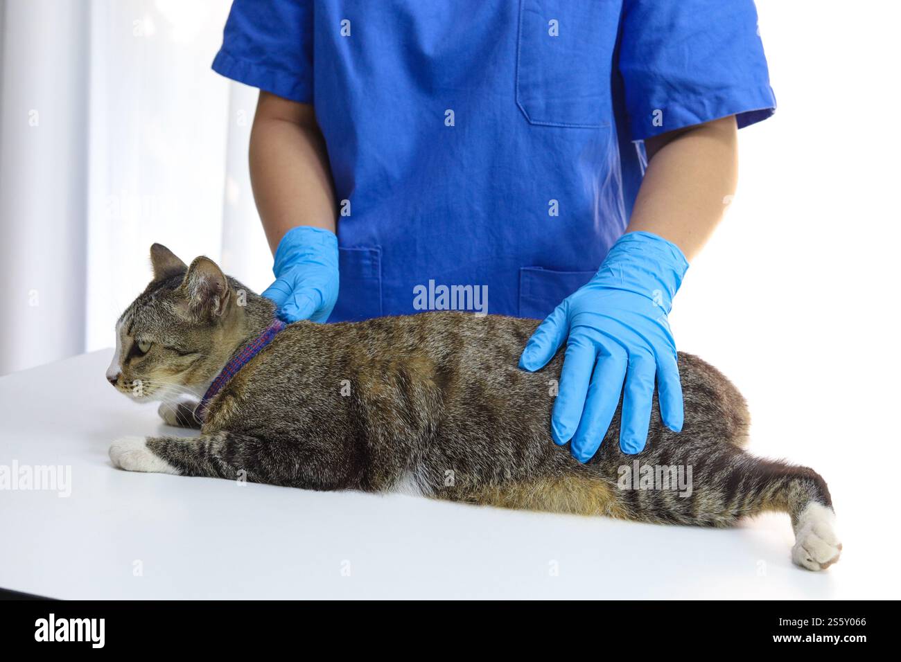 Chat sur le tableau d'examen de la clinique vétérinaire. Soins vétérinaires. Vétérinaire médecin et chat Banque D'Images