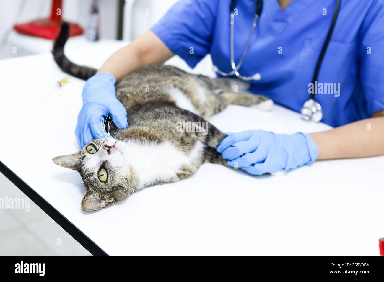 Chat sur le tableau d'examen de la clinique vétérinaire. Soins vétérinaires. Vétérinaire médecin et chat Banque D'Images