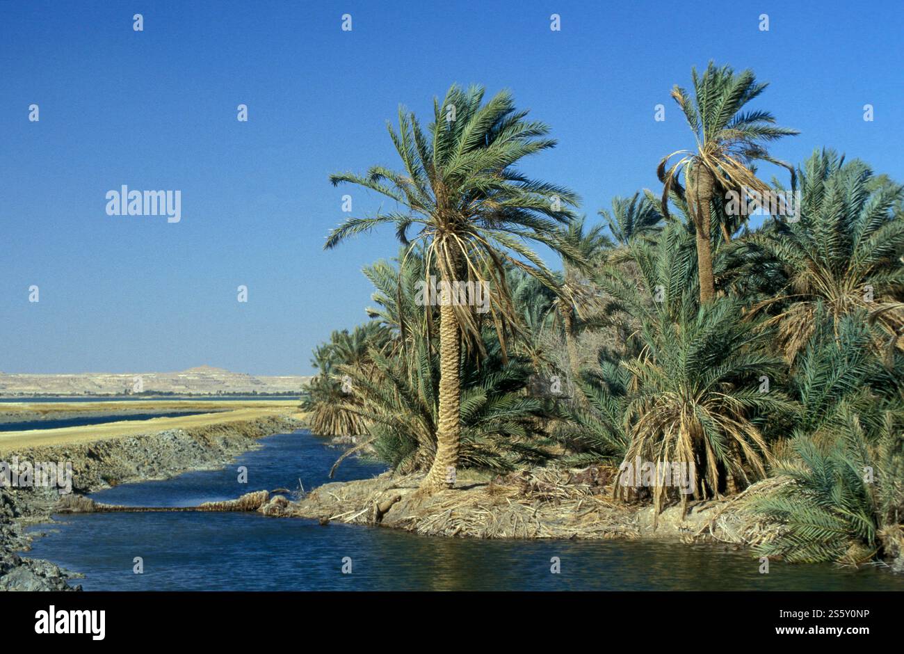 Une source d'eau douce dans l'ancien village de Siwa en Libye ou désert d'Egypte en Afrique du Nord. Égypte, Siwa, mars 2000. AFRIQUE ÉGYPTE Banque D'Images