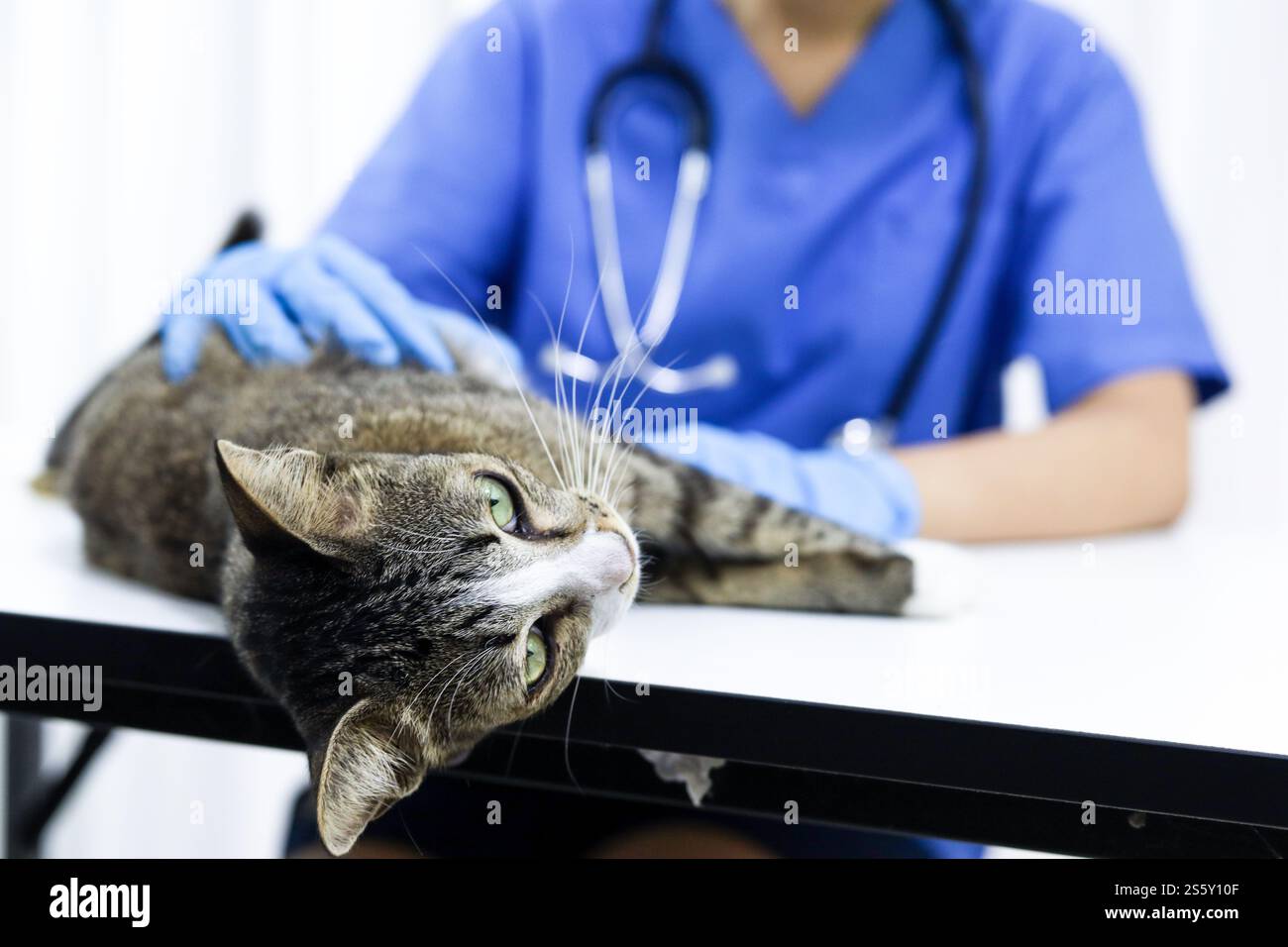 Chat sur le tableau d'examen de la clinique vétérinaire. Soins vétérinaires. Vétérinaire médecin et chat Banque D'Images
