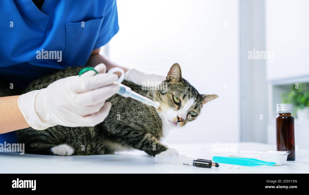 Chirurgien vétérinaire. Chat sur la table d'examen de la clinique vétérinaire. Soins vétérinaires. Vétérinaire médecin et chat. Banque D'Images
