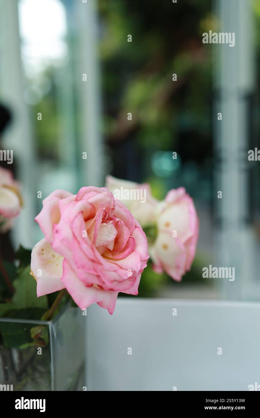 Fleur de roses roses naturelles dans le vase se tient sur la table dans un café pour l'arrière-plan. Banque D'Images