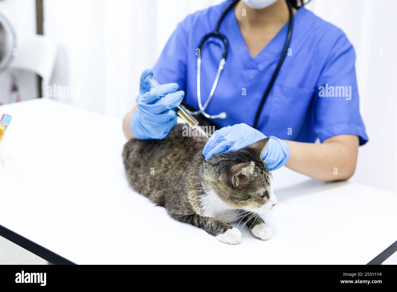 Chat sur le tableau d'examen de la clinique vétérinaire. Soins vétérinaires. Vétérinaire médecin et chat Banque D'Images