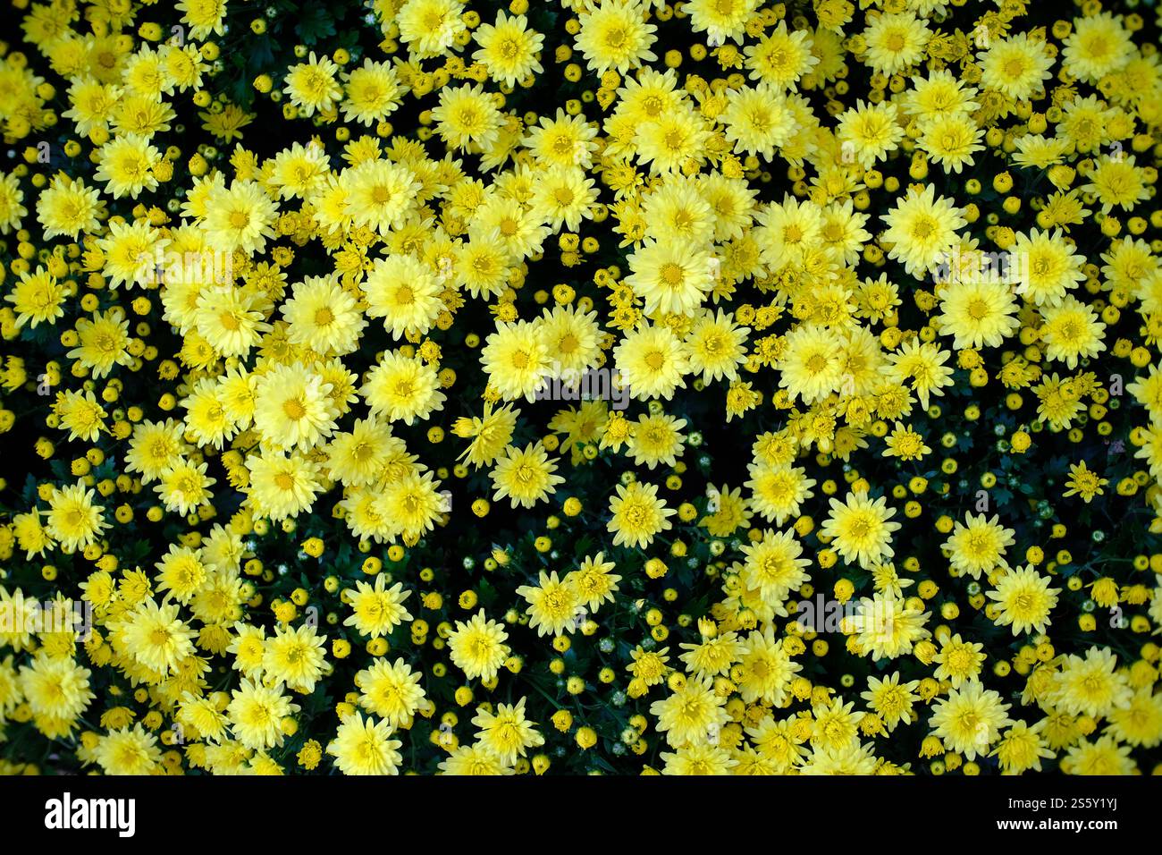 Belle fleur de la nature pour l'arrière-plan Banque D'Images