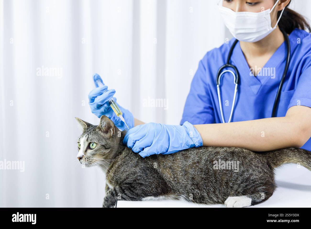 Chat sur le tableau d'examen de la clinique vétérinaire. Soins vétérinaires. Vétérinaire médecin et chat Banque D'Images