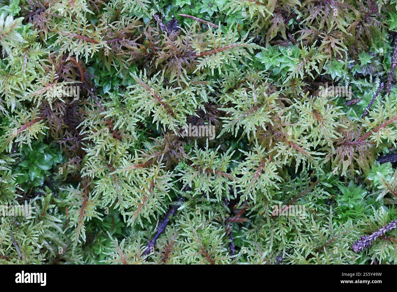 Hylocomium splendens, communément appelé mousse de bois scintillante, mousse de plumes splendide, mousse de escalier ou mousse de fougère de montagne Banque D'Images