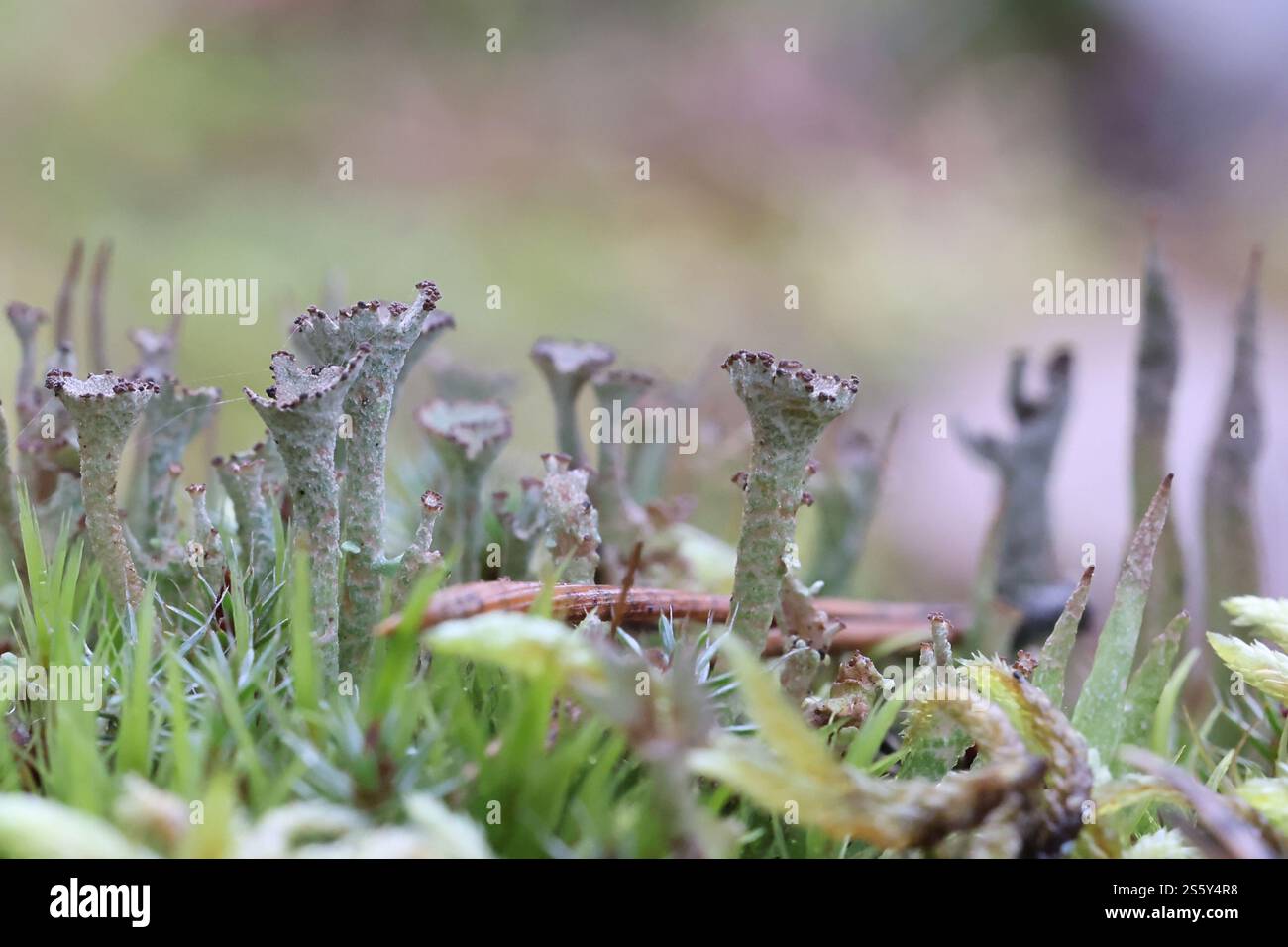 Cladonia phyllophora, communément connu sous le nom de lichen de corne feutre, un lichen de coupe originaire de Finlande Banque D'Images