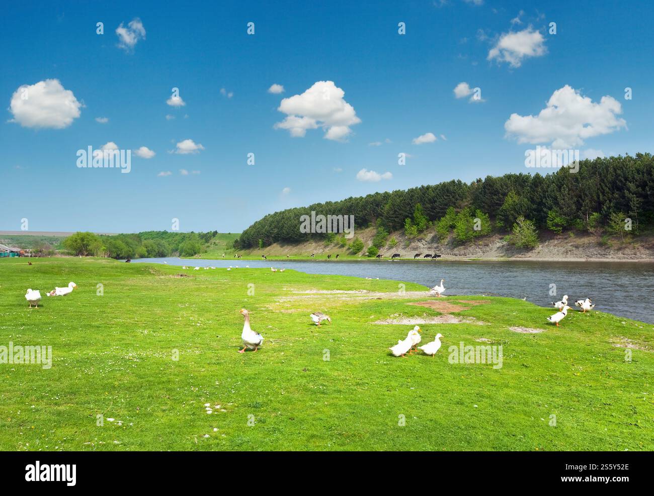 Pays de printemps paysage avec village et rivière ( l'Oblast de Lviv, Ukraine) . Banque D'Images