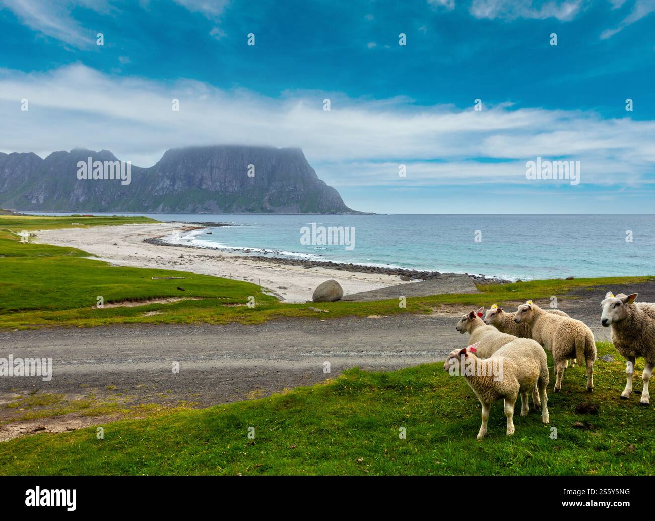 Troupeau de moutons près d'Haukland beach. Summer Fair view. La Norvège, les îles Lofoten. Banque D'Images
