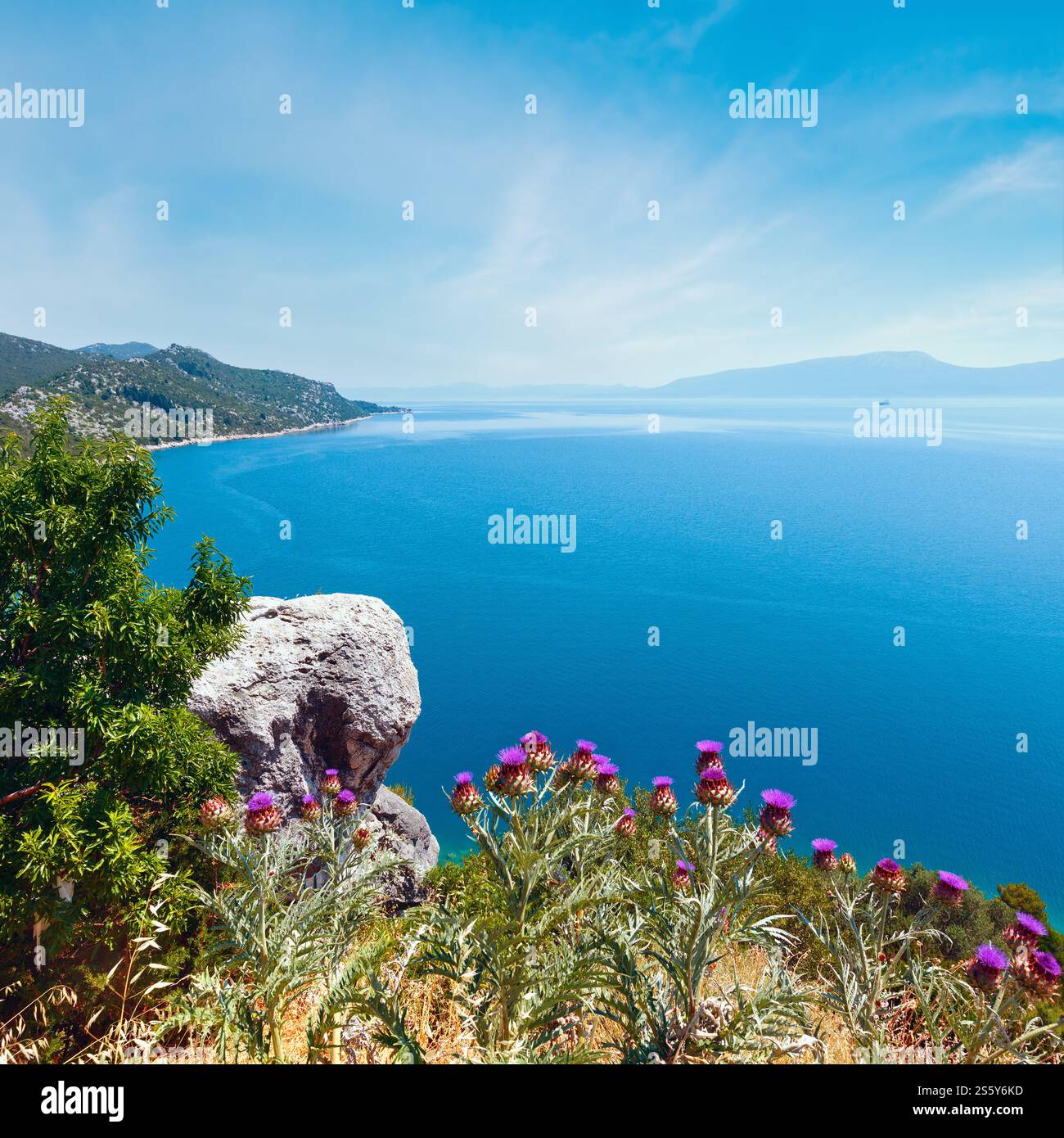 Côte de la mer adriatique d'été avec vue arbre, plante chardon et pierre devant (Croatie) Banque D'Images