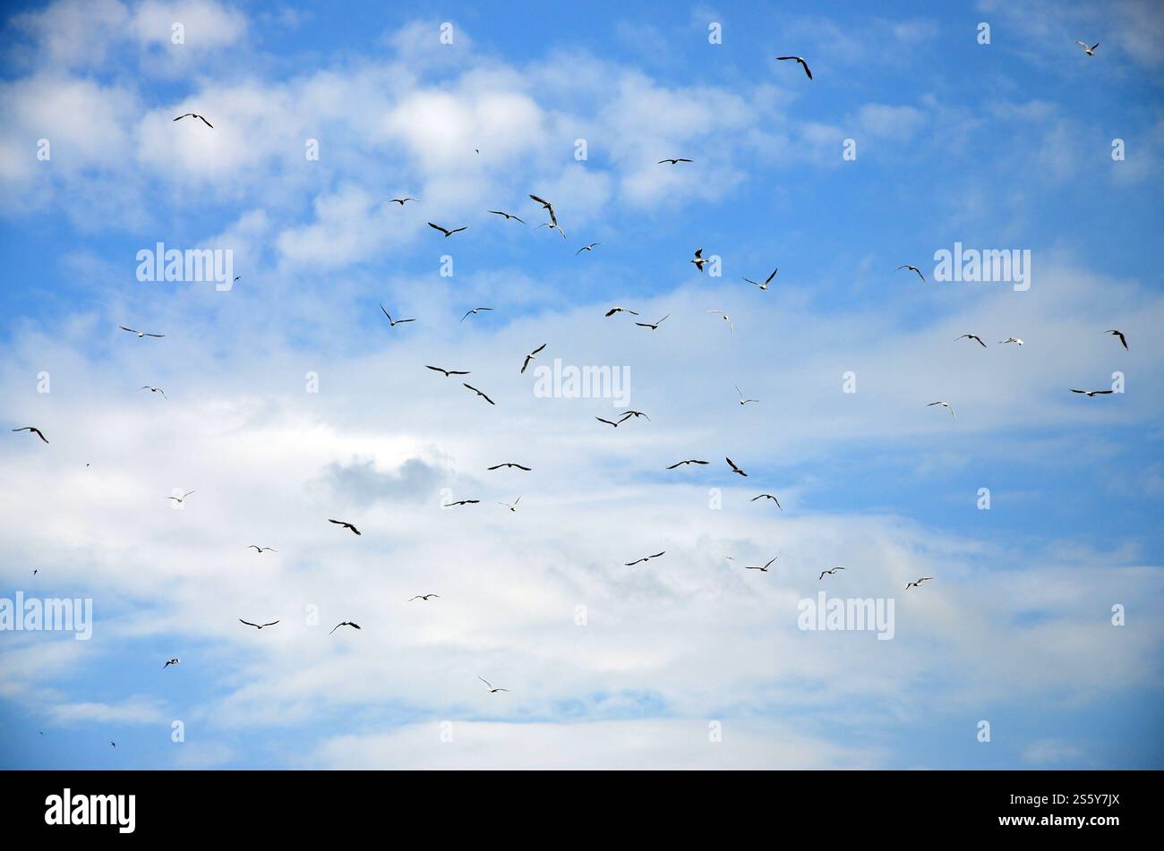 Beaucoup de blanc Les mouettes volent dans le ciel nuageux ciel bleu Banque D'Images