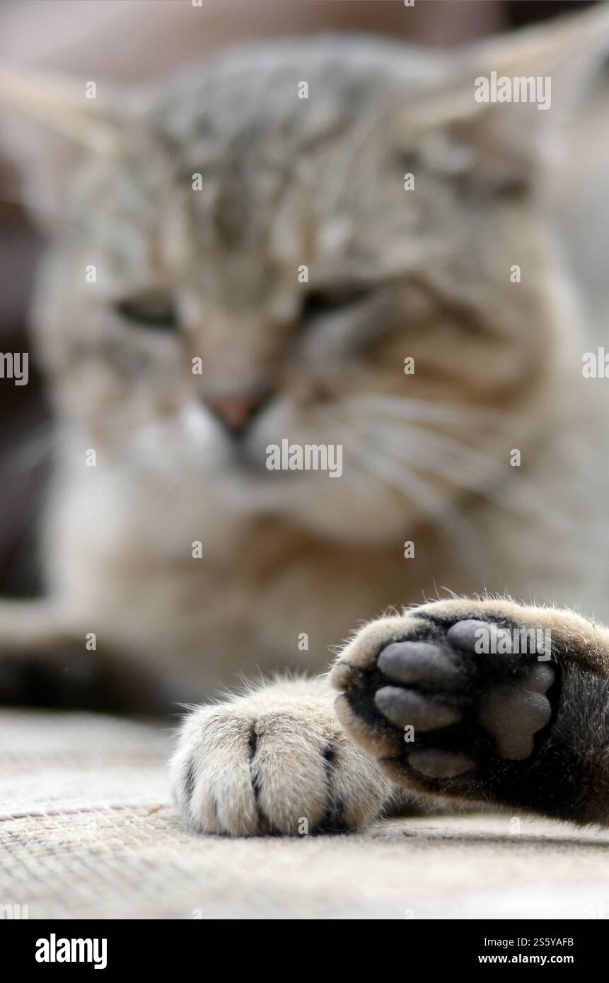 Chat tabby triste couché sur un canapé moelleux à l'extérieur et reposant avec la patte au foyer au premier plan et le museau en flou. Chat tabby triste allongé sur un canapé moelleux Banque D'Images