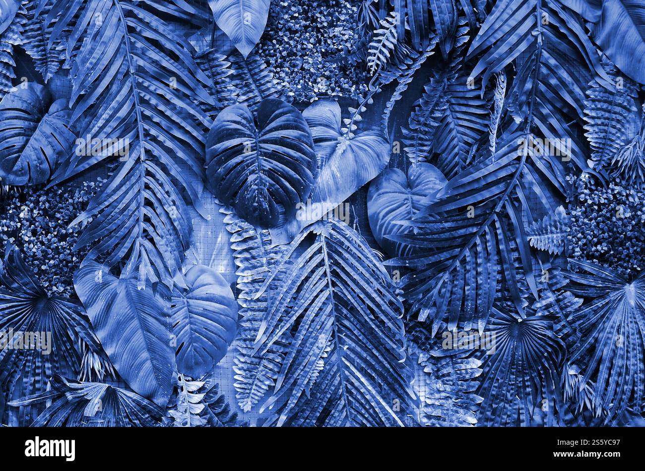 Fond de feuilles tropicales, fougère, palmier et feuille de Monstera deliciosa sur le mur. Fond de concept de motif de jungle florale gros plan. fantôme bleu classique Banque D'Images