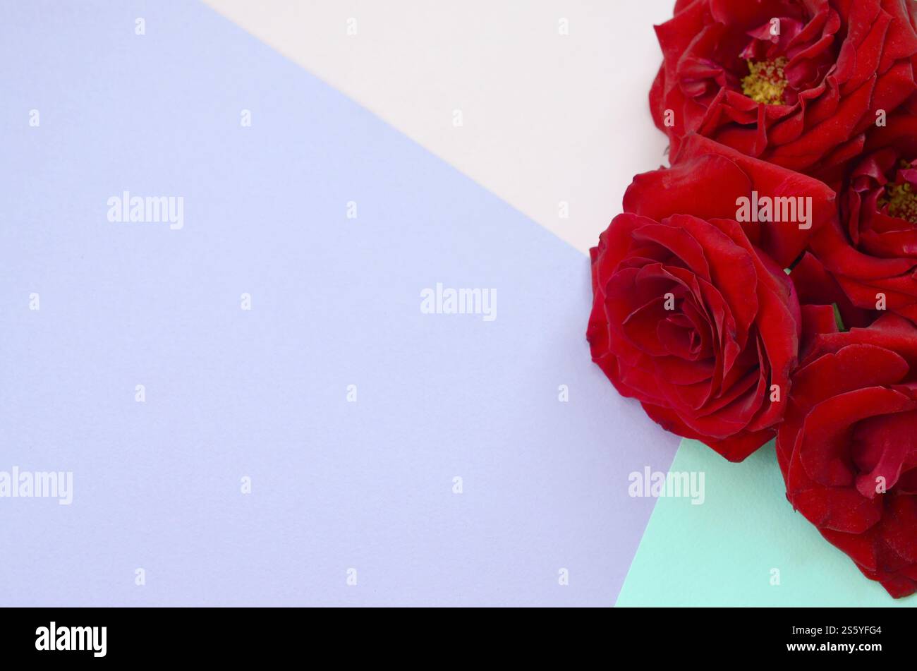 Roses rouge foncé sur fond de papier pastel, toile de Valentines , jour du mariage. Concept d'amour Saint Valentin carte avec fond lumineux et copyspace pour Banque D'Images