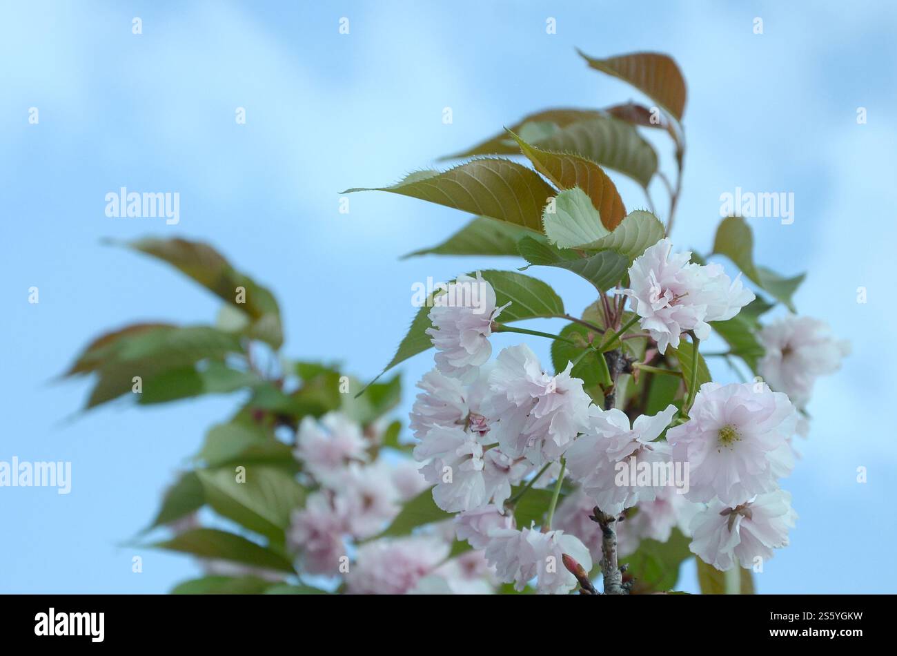 Cherry Sakura au Japon en saison de floraison. Pétales rose pastel de branche de cerise de couleur similaire au corail vivant. Sakura cerise rose pastel au Japon Banque D'Images