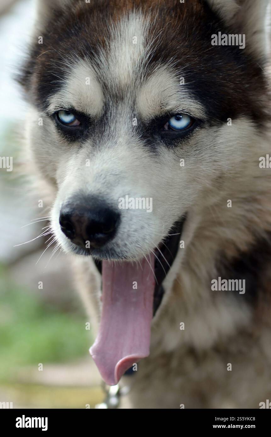 Chien Husky bâillant aux rayons du soleil. Chien endormi drôle bâillements avec la bouche large ouverte et la longue langue à l'extérieur. Chien Husky endormi drôle bâillements avec grand ouvert Banque D'Images