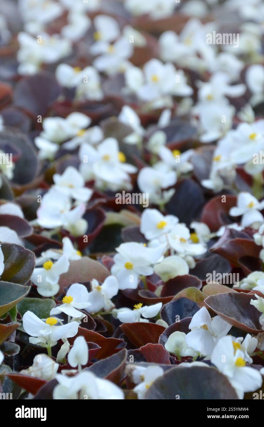 Blanc Begonia cucullata également connu sous le nom de bégonia de cire et bégonia clubed. Champ avec de petites fleurs blanches jardin de près. Blanc Begonia cucullata aussi Banque D'Images