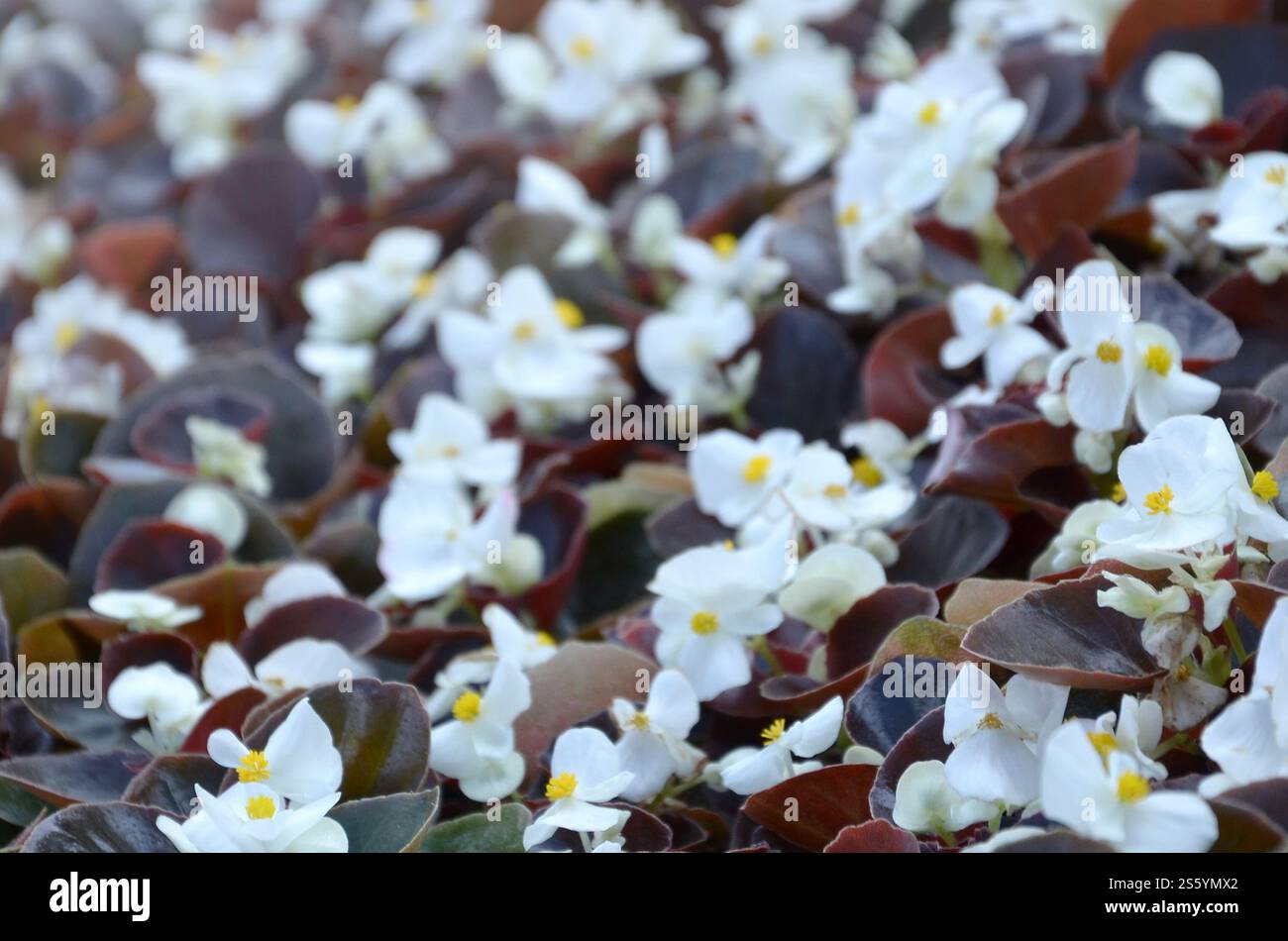 Blanc Begonia cucullata également connu sous le nom de bégonia de cire et bégonia clubed. Champ avec de petites fleurs blanches jardin de près. Blanc Begonia cucullata aussi Banque D'Images