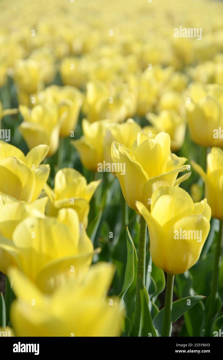 Tulipe jaune colorée brillante avec des tiges vertes fleurit au printemps. Beau parterre de fleurs frais sous l'air libre. Tulipe jaune vif et coloré Banque D'Images