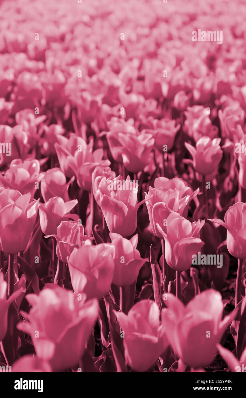 Tulipe jaune colorée brillante avec des tiges vertes fleurit au printemps. Beau parterre de fleurs frais sous l'air libre image tonifiée en Viva Magenta, Banque D'Images
