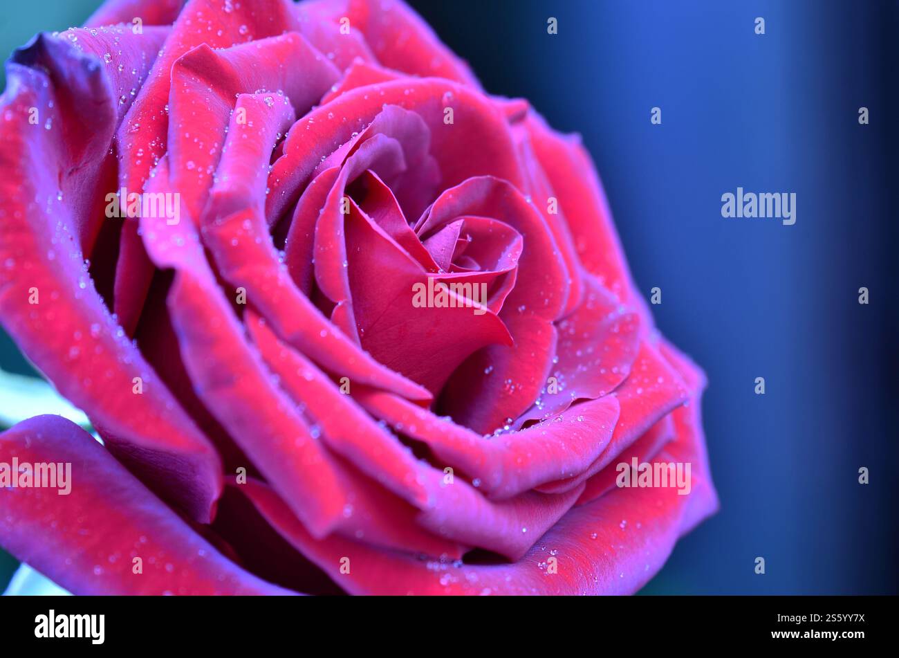 Roses roses et rouges fraîches et humides avec des gouttelettes en macrophotographie. Rose fraîche et humide avec des gouttelettes en macro Banque D'Images