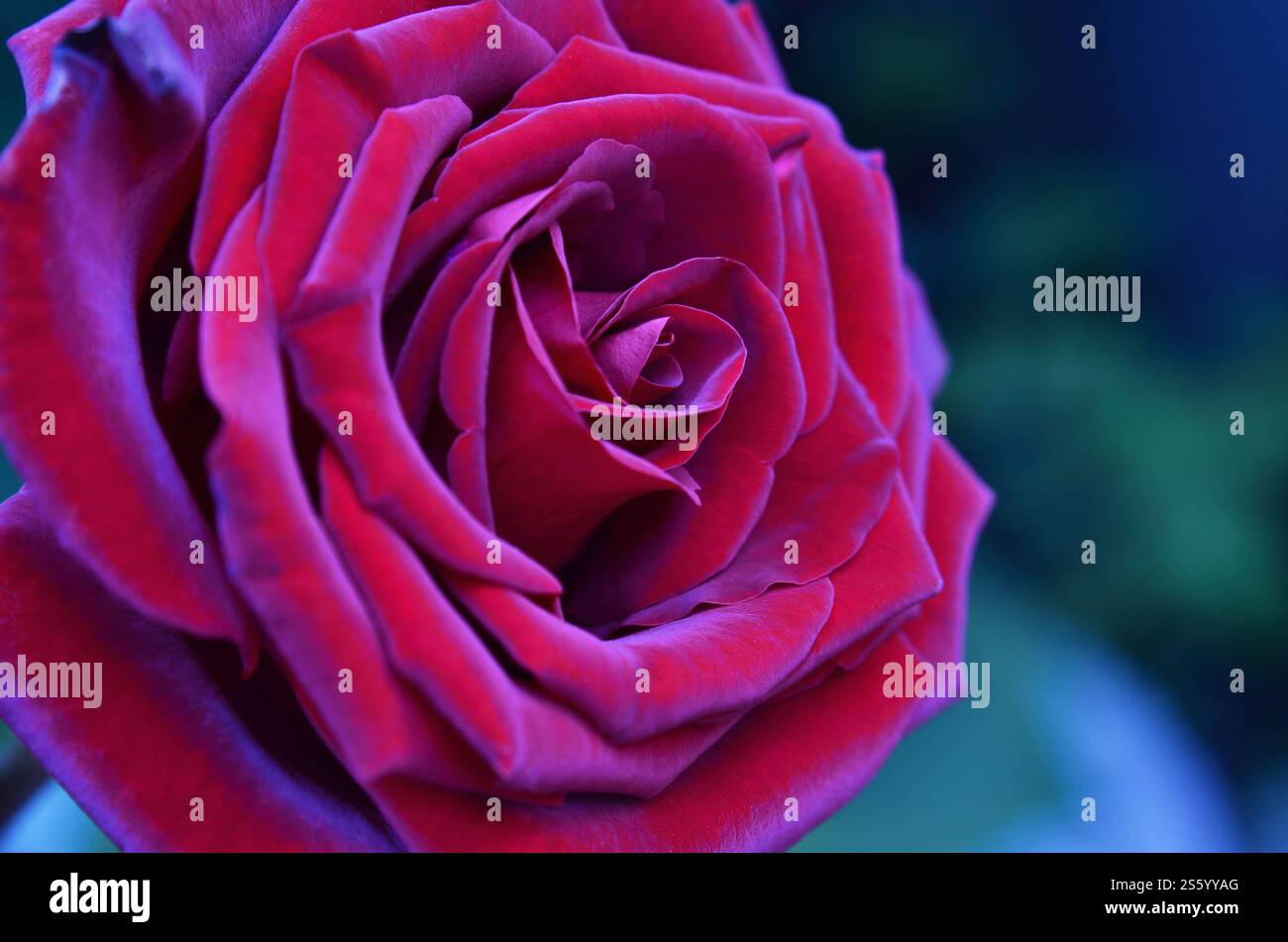 Roses roses et rouges fraîches et humides avec des gouttelettes en macrophotographie. Rose fraîche et humide avec des gouttelettes en macro Banque D'Images