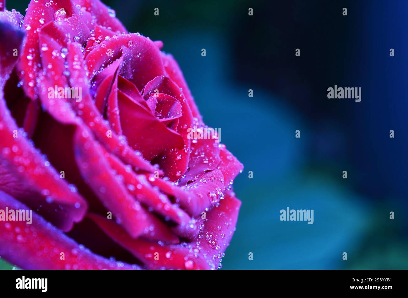 Roses roses et rouges fraîches et humides avec des gouttelettes en macrophotographie. Rose fraîche et humide avec des gouttelettes en macro Banque D'Images