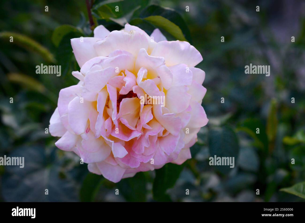 Fleur de rose blanche sur fond flou vert foncé. Garden Rose Rosa hybrida. Fleur de rose blanche sur fond flou vert foncé Banque D'Images