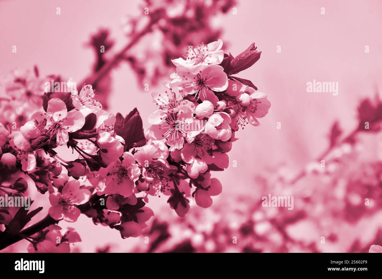 Branche fleurie d'abricotier. Floraison précoce des arbres en avril. Fleurs d'abricot blanc de petite taille image tonifiée en Viva Magenta, couleur du Banque D'Images