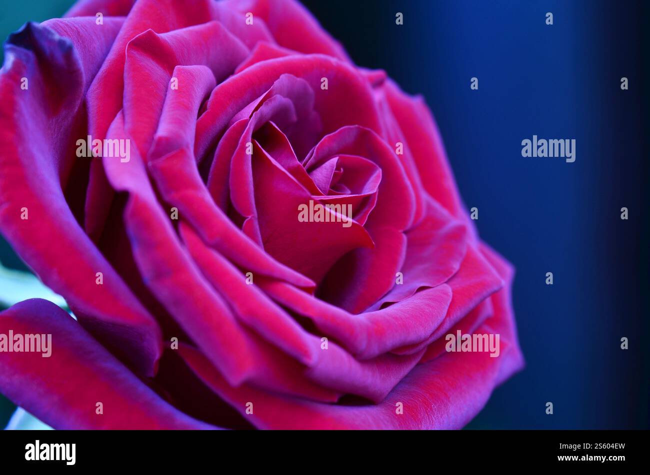Roses roses et rouges fraîches et humides avec des gouttelettes en macrophotographie. Rose fraîche et humide avec des gouttelettes en macro Banque D'Images