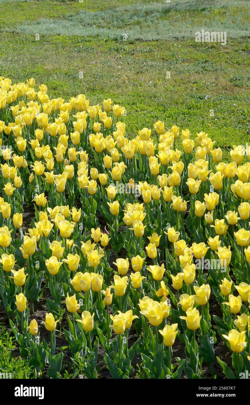 Tulipe jaune colorée brillante avec des tiges vertes fleurit au printemps. Beau parterre de fleurs frais sous l'air libre. Tulipe jaune vif et coloré Banque D'Images