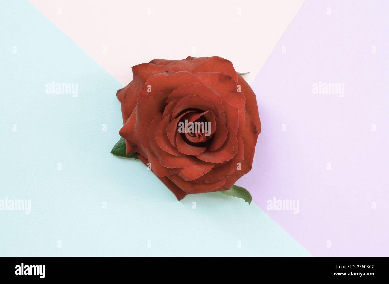 Fleur rose rouge foncé sur fond rose bleu pastel et lilas. Style minimaliste à pose plate. Fleur rose rouge foncé sur rose bleu pastel et lilas Banque D'Images