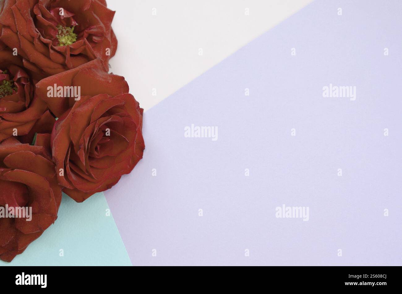 Roses rouge foncé sur fond de papier pastel, toile de Valentines , jour du mariage. Concept d'amour Saint Valentin carte avec fond lumineux et copyspace pour Banque D'Images