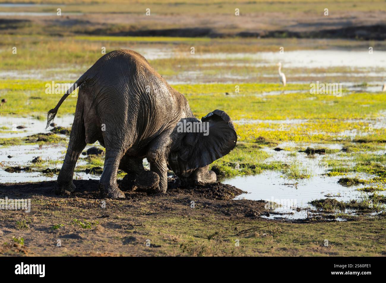Bébé éléphant, Loxodonta africana, jouant, pousse son front, son nez dans la boue dans un marais. Parc national de Chobe, Botswana, Afrique Banque D'Images
