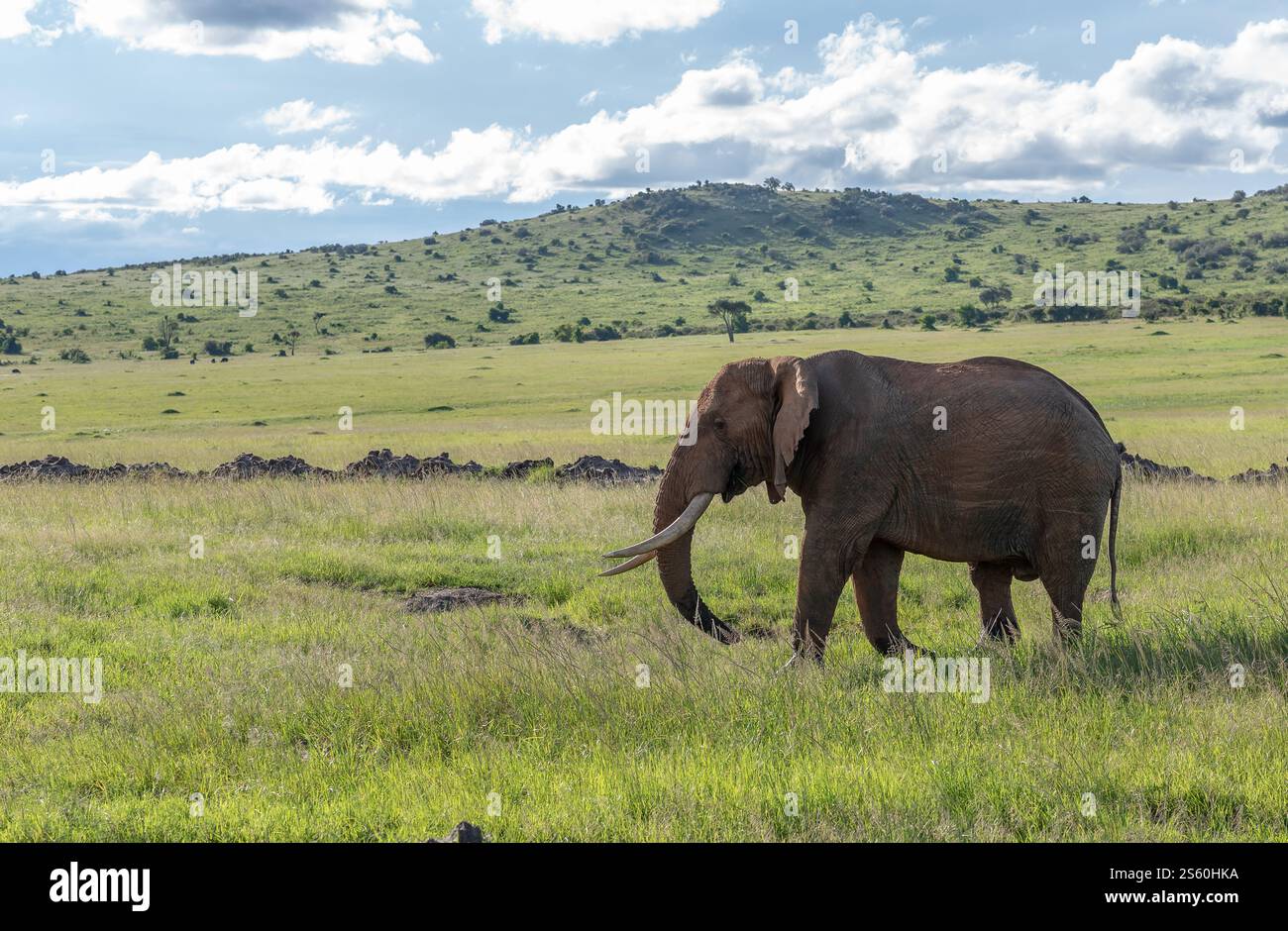 Éléphants Maasai mara qui paissent dans la brousse Banque D'Images