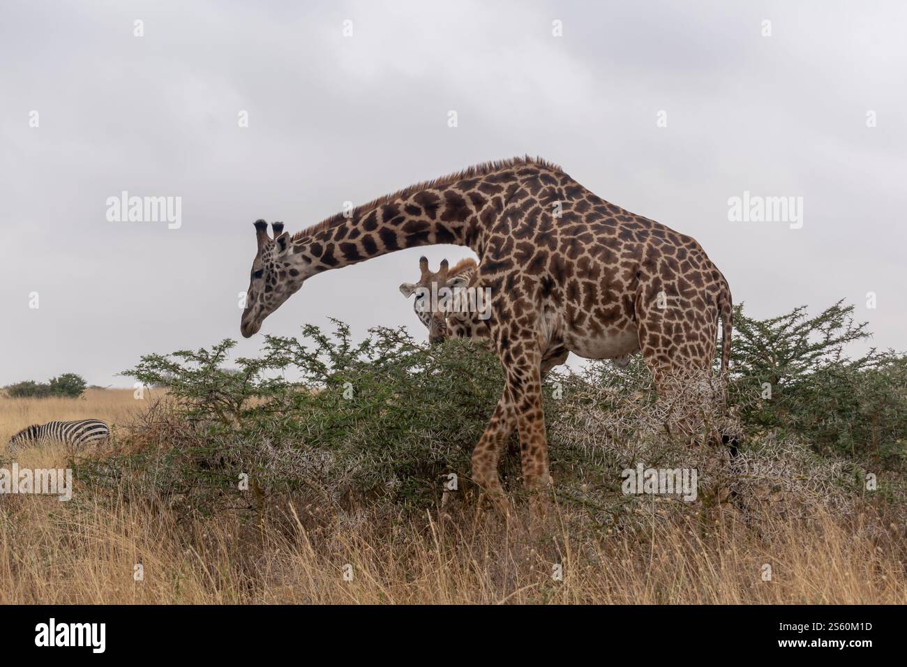 Le Kenya est un point chaud pour les populations de girafe Banque D'Images