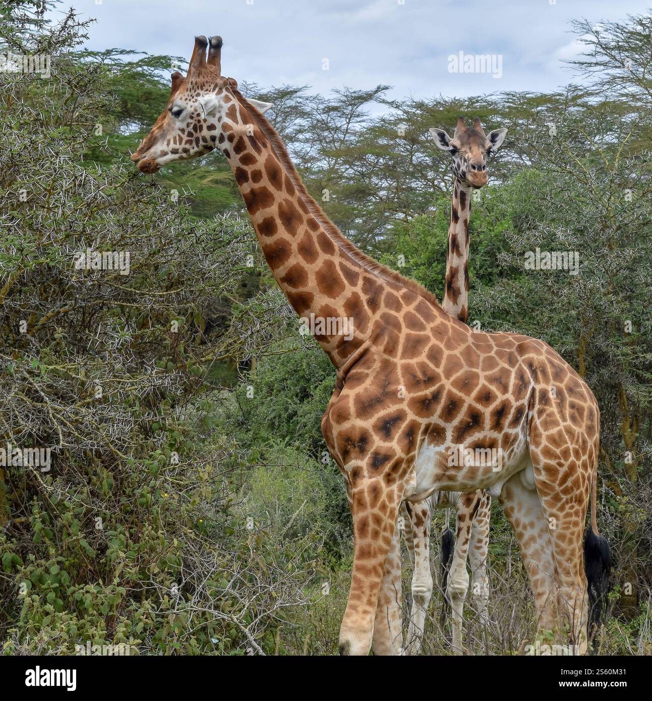 Le Kenya est un point chaud pour les populations de girafe Banque D'Images