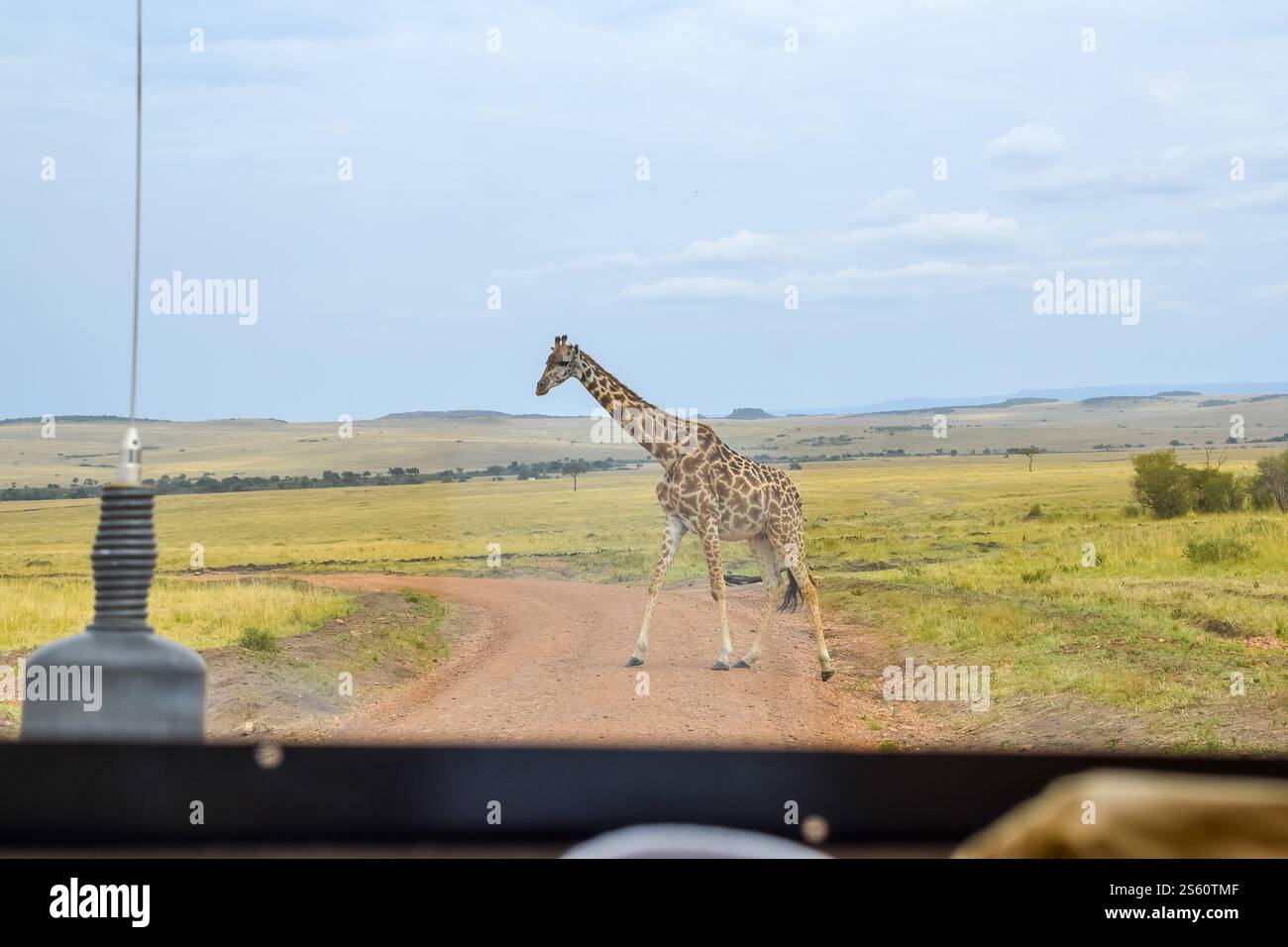 Une girafe traverse le chemin dans le parc devant un véhicule de safari au Kenya. Banque D'Images