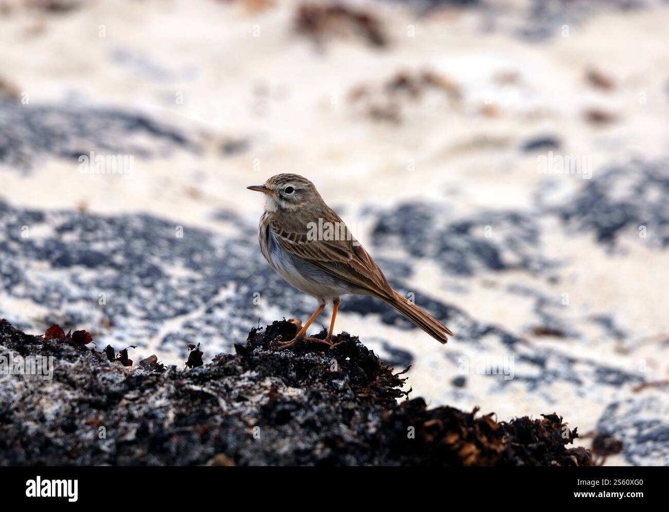 Berthelot’s Pipit Anthus berthelotii, El Cotillo, El Cotillo, Fuerteventura, îles Canaries, Espagne. Banque D'Images Berthelot’s Pipit Anthus berthelotii, El Cotillo, El Cotillo, Fuerteventura, îles Canaries, Espagne. Banque D'Images