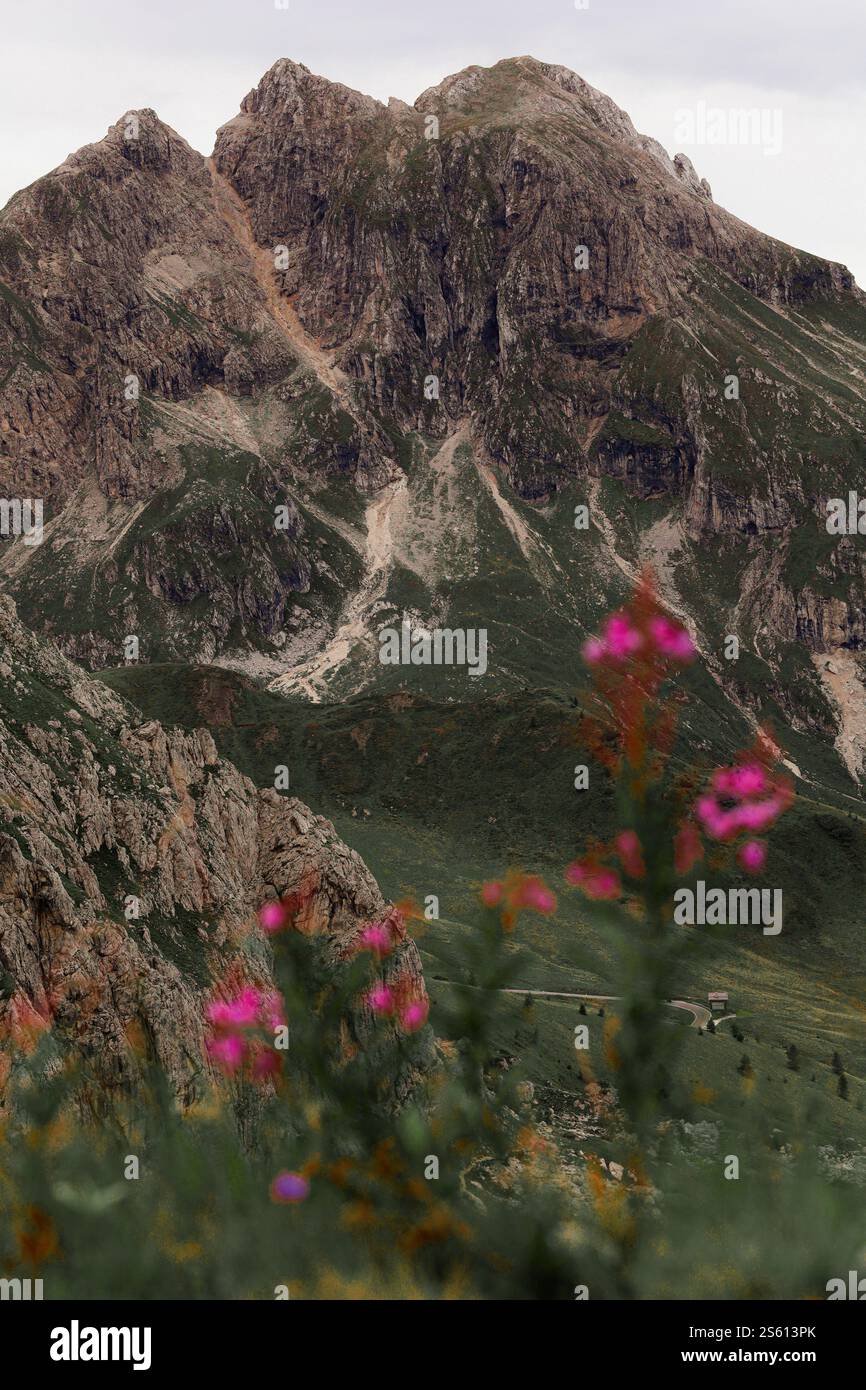 dolomites montagnes prairies chemin de fleurs Banque D'Images