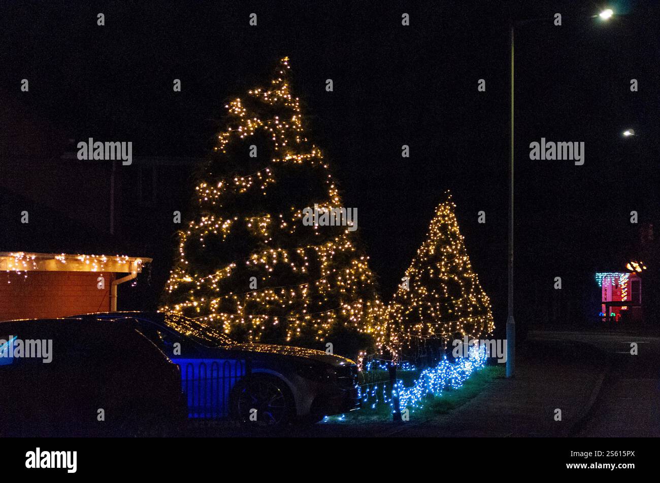 Lumières de Noël sur les arbres dans une rue de banlieue à Bedford, Bedfordshire, Angleterre, Royaume-Uni Banque D'Images