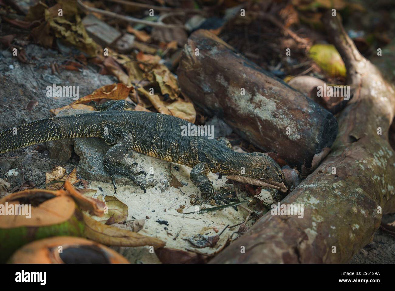 Surveillez le lézard reposant sur le plancher de la forêt tropicale avec des feuilles sèches Banque D'Images